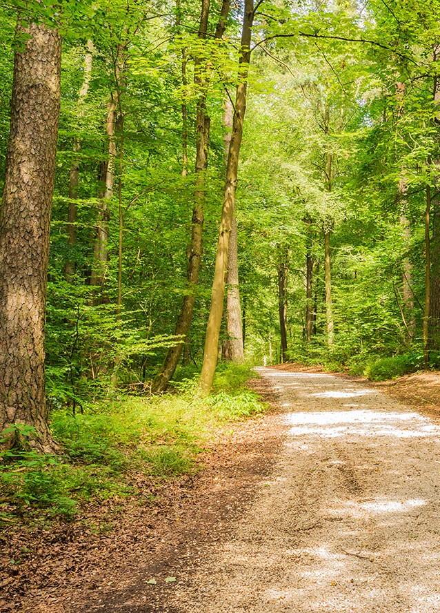 Forked-roads-right-and-left-in-green-forest-WEB.jpg